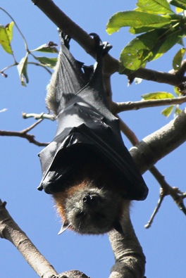 flyingfoxes